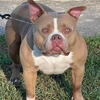 Adult Female GR CH bloodlines