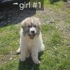 Great pyrenees puppy