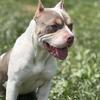 Female Abr American bully