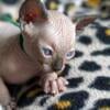 Hairless Sphynx girl Kitten Seal Point ready soon