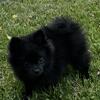 Pomeranian puppy male 11 weeks 989 980 6130