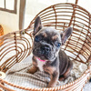 Female French bulldog - very small and fluffy carrier!