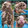 Bulldog puppies