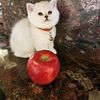 Smiling British ShortHair Cats Available , Please CALL Now