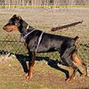 STUD: For Serious Breeders Only: Czech Republic Import Working Line Doberman at Stud