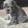 🐾 French Bulldog Puppy 🐾