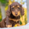 SOLD.    AKC Longhair Chocolate Miniature Dachshund female puppies