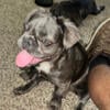 Blue fluffy French bulldogs Rehoming get in this deal