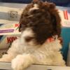 AKC Small Standard Poodles Brown and White Parti
