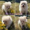 Akc and Ckc Pomeranian puppies 