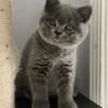 British shorthair Blue Female 9 weeks