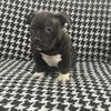 American Bullies available great pedigree