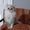 CFA registered Persian Kittens Houston