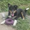 AKC Sheltie’s - Shetland Sheepdog 