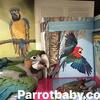 RUBYGOLD MACAW BABY