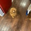 AKC&CKC Registered  Toy poodle