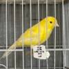 Purebred German Roller Male Canary