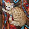 13 wks Bengal Rare Red Spotted Txt 740 412 1659