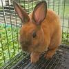 Pedigreed Mini Rex Buck