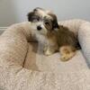Yorkiepoo puppies