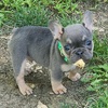 French Bulldog Puppies Available