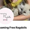 Family raised Ragdoll kittens