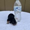 Male yorkies all available two traditional, three brindle, one black/white