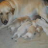 Yellow Labs Puppies