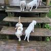 American Bulldog Puppies NKC Registered