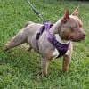 American Bully Stud / Lilac Tri