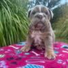 AKC English Bulldog puppies