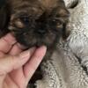 Shih Tzu puppies