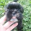 CKC Shihtzu Puppy 7 weeks