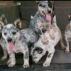 White/blue heeler puppies $140 each 