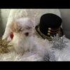 Maltese poodle mix pups
