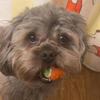 Chunky (Shihpoo stud)