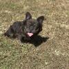 Akc fluffy and Merle French bulldog up for stud +pg testing 