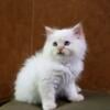 Flame Point Persian Kitten Male