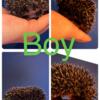 Hedgehogs - Male & Female