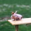 Newborn Female Hairless Bambino Kitten Blue Eyes - Sphynx Elf Bambino & Dwelf - SphynxKing.Com