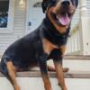 Purebreed Rottweiler looking for stud