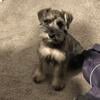 Purebred Miniature Schnauzer ready for forever home!