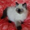 Purebred Persian Pointed Female - Ready to go