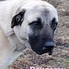 Anatolian shepherd