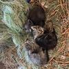 3 kittens