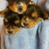 Yorkies puppies