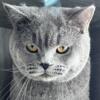 British shorthair male one year old