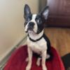 Pure Bred AKC Registered Boston Terrier Stud Service