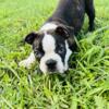 Black and white 10 week old male CKC registered  Boston Terrier