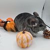 Standard Gray Female Chinchilla